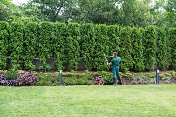 Why Choose Our Tree Removal Services in Glen Lyon, PA?