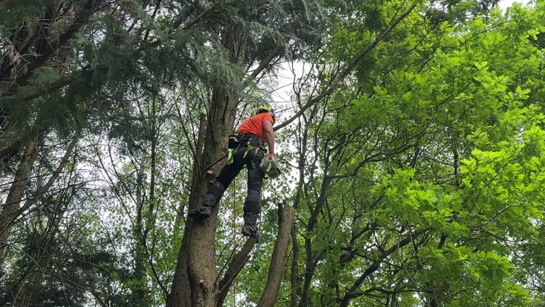 Reliable Glen Lyon, PA  Tree Services Solutions